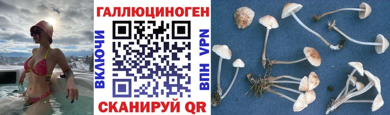 Псилоцибиновые грибы Psilocybine cubensis  Апатиты 